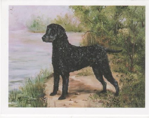 Curly-Coated Retriever Dog Ruth Maystead RCC-2 Portrait Matted Art Card - 5 in x 7 in Design - 8 in x 10 in Matted