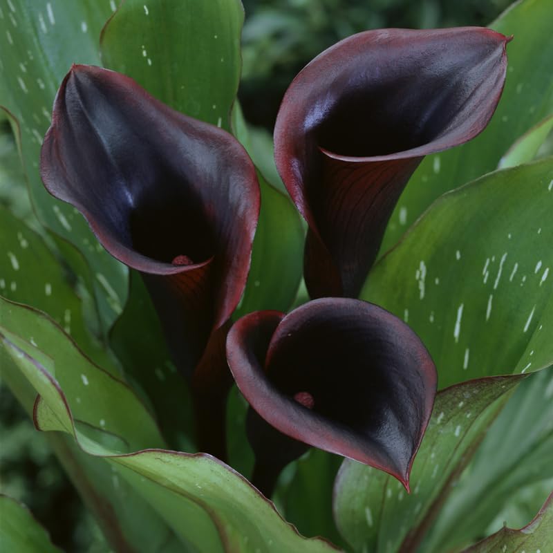 Black Star Calla Lilies 3 Bulbs