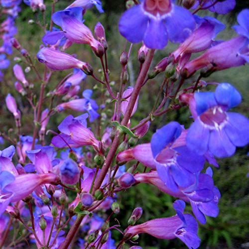 Outsidepride Showy Penstemon Seeds for Planting - 500 Pcs Perennial Flower Seeds with Aromatic, Bell-Shaped Blossoms Attractive to Pollinators, for Xeriscaping, or Wild Flower Gardens Outsidepride Showy Penstemon Seeds for Planting - 500 Pcs Perennial Flower Seeds with Aromatic, Bell-Shaped Blossoms Attractive to Pollinators, for Xeriscaping, or Wild Flower Gardens