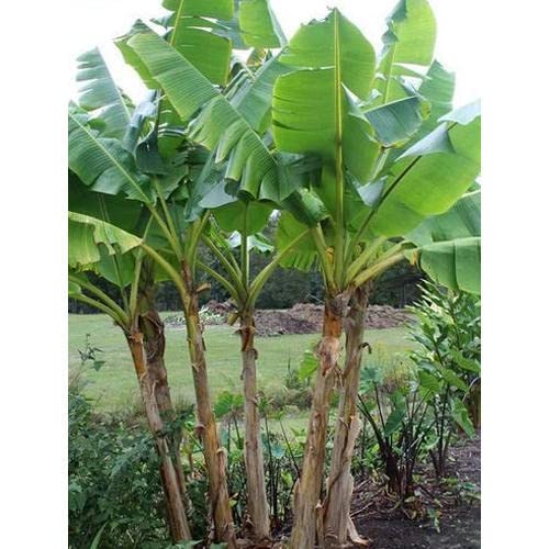 PlantaZee Live Kela/Banana Plant for Puja/Worship With Pot (B09W99QTYK) Amazon Price History, Amazon Price Tracker