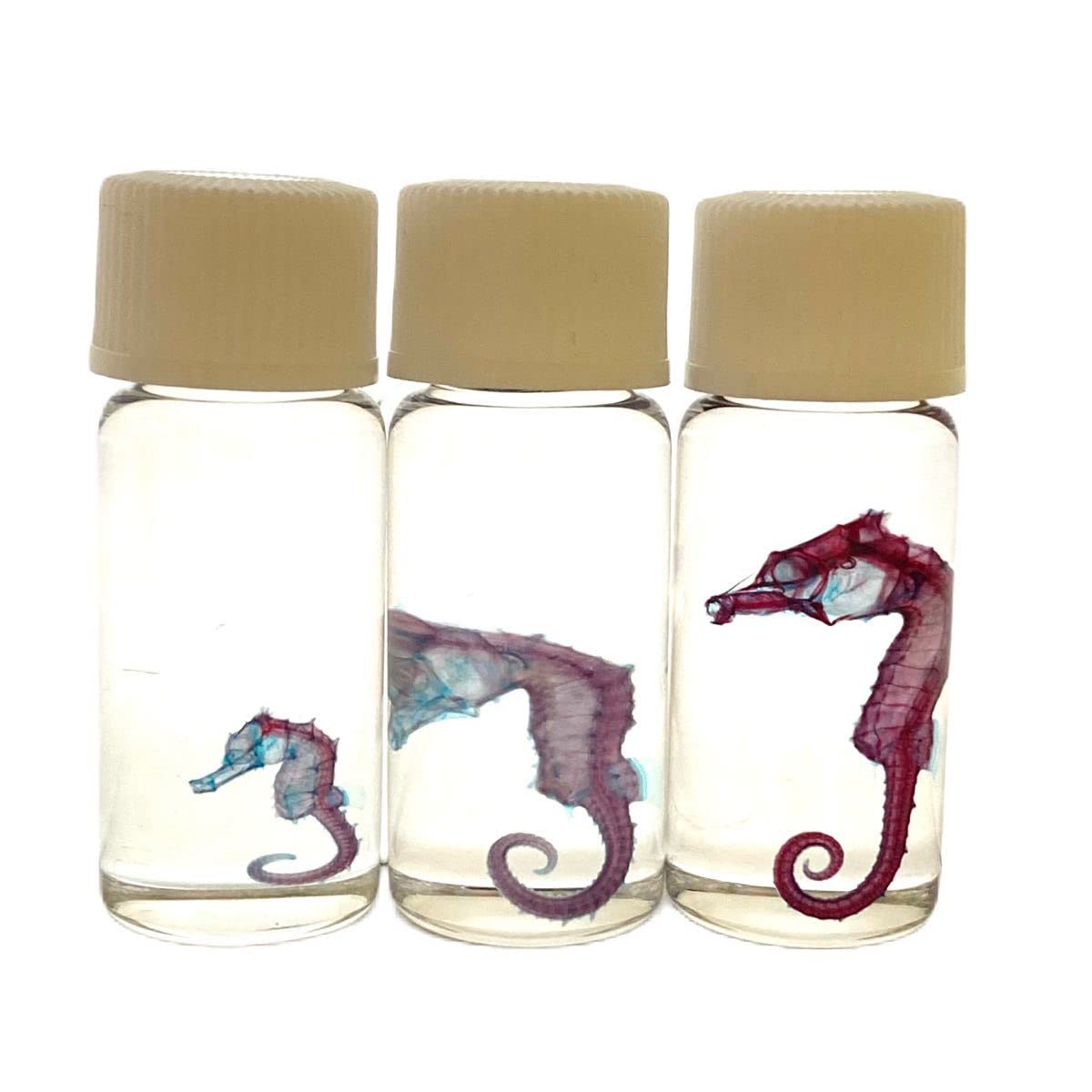 希少】徳島県産タツノオトシゴ干物 鑑賞用 標本