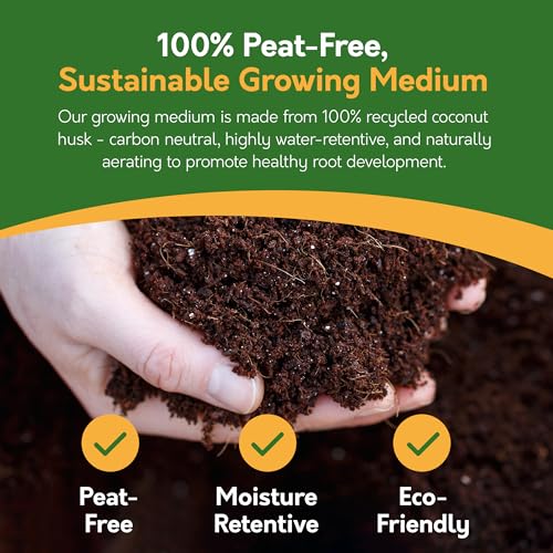 Pronto Seed Grow Your Own Chilli Plant Kit with 5 Seeds Varieties - Indoor Growing Set with Sustainable Packaging Display - Gift for Women, Men - Beginner-Friendly (Chilli Kit)