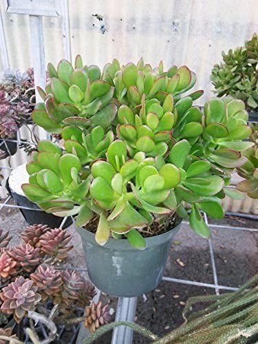 Jade Plant Crassula ovuta Easy to Grow 6" Pot Garden Houseplant 10-12' inch Live