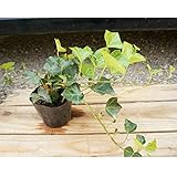 季の香 苗/苗木ヘデラ(アイビー)|Amazon