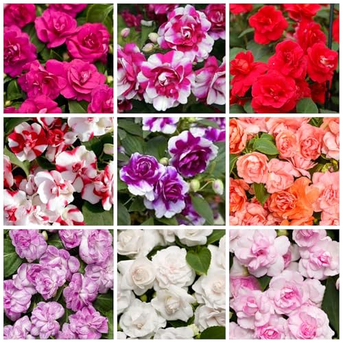 350+ Double Impatiens Seeds for Planting Perennial Annual Mixed Camellia Impatiens Balsamina Balsam Seeds Double Flower Borders Containers Outdoor