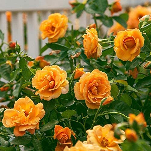 EdensField Live Red, Yellow and White Rose Plant with Pot and Manure Combo of 3 (B07YG7SXGH) Amazon Price History, Amazon Price Tracker
