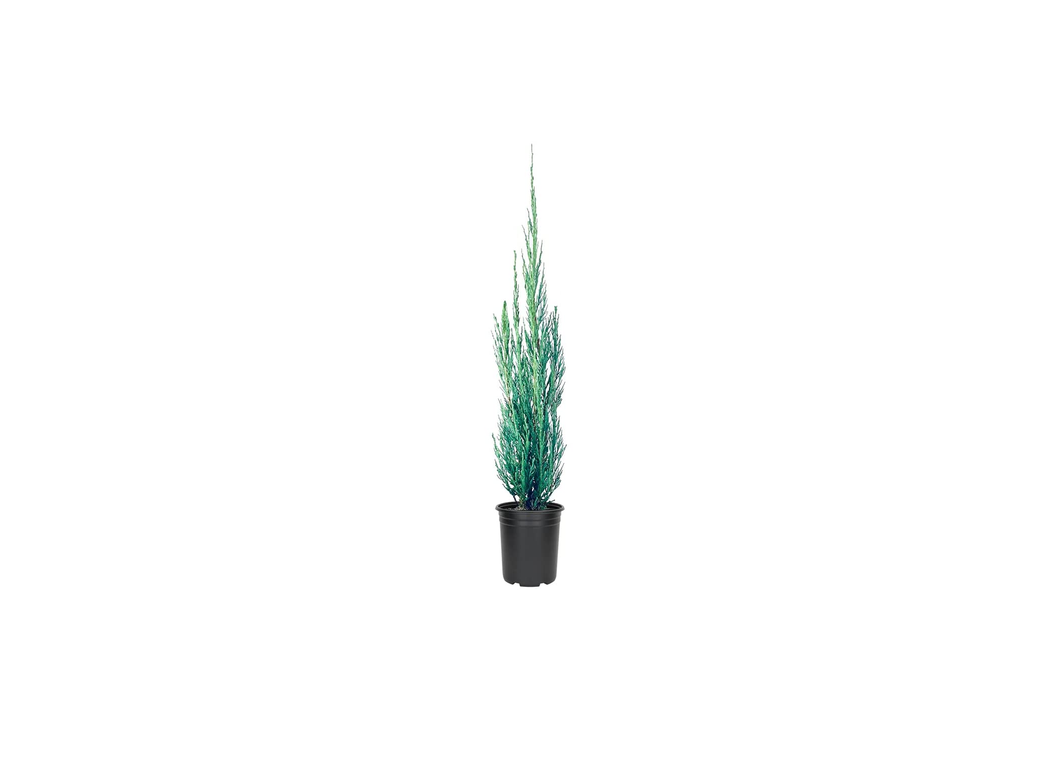 Skyrocket Juniper 4 Inch Pot
