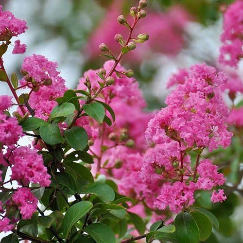Lagerstroemia Indica Rosea - Pianta Da Esterno In Vaso 7x7cm, Vivaio Di Castelletto - Foto 3