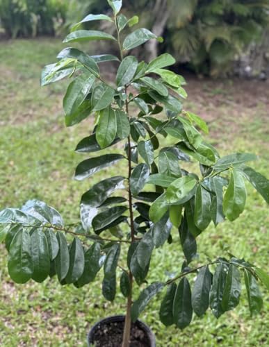Old Giant Soursop (30-38) (Annona muricata graviola) Guanabana Tropical Live Fruit Tree Plant