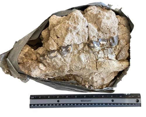 UNPREPARED Hyracodon Upper Skull Fossil #18155