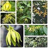 80 piezas Semillas del árbol del perfume Ylang-Ylang - semillas históricas de jardín interior, Cananga odorata, plantar semillas, plantar árboles Comprar árboles, bonsais de interior