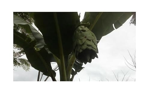 Pcs - 5x Ensete Glaucum Schneebanane Jardin Plantes - Graines ID100 - Seeds & Plants Shop by Ipsa