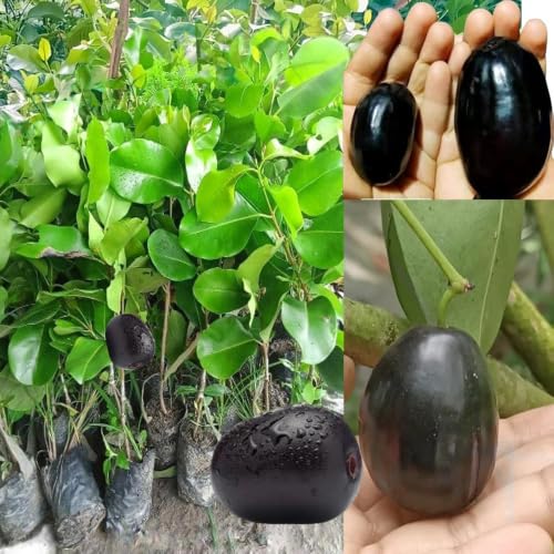 Image of Kg 10 All Season Jamun Grafted Plant, Hybrid kg10 thai king size jamun 1 live heathy plant CF 19