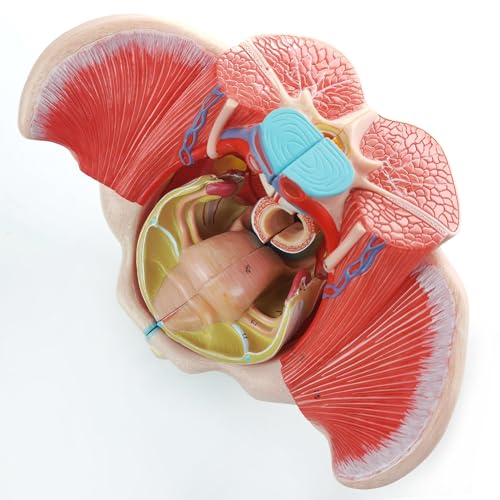 Image of Life Size 4 Parts Human Female Pelvis Model with Pelvic Floor Muscles, Vessels Nerves & Reproductive, Removable Organs, for the teaching of physiology and hygiene in the teaching of anatomy schools