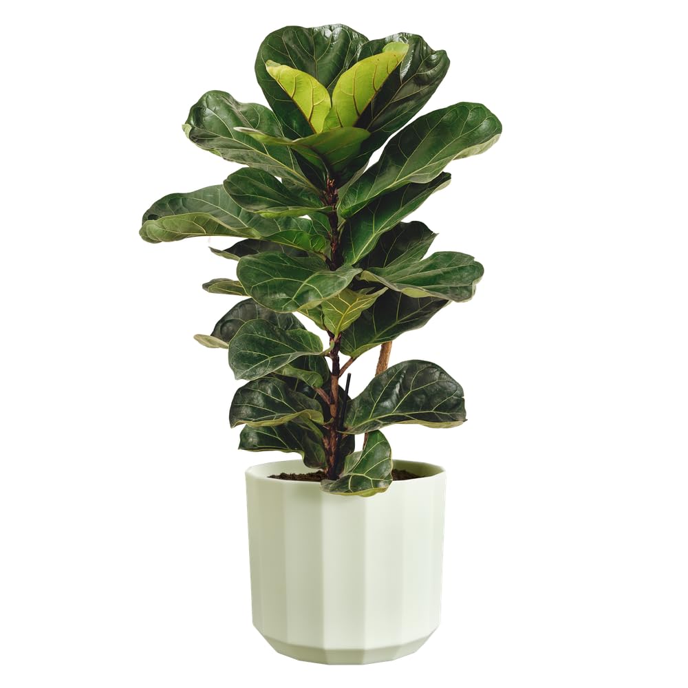 Elho Facet Round 26cm - Vaso per Interno - 100% Plastica Riciclata - Ø 25.9 x H 23.3 cm - Verde/Tea Green