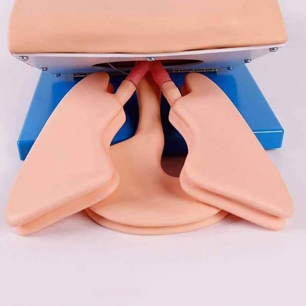 Modelo de intubación para adultos, simulador de intubación traqueal, PVC para adultos, modelo de instrucción de maniquí, entrenador de gestión de la vía aérea, intubación traqueal, simulador de