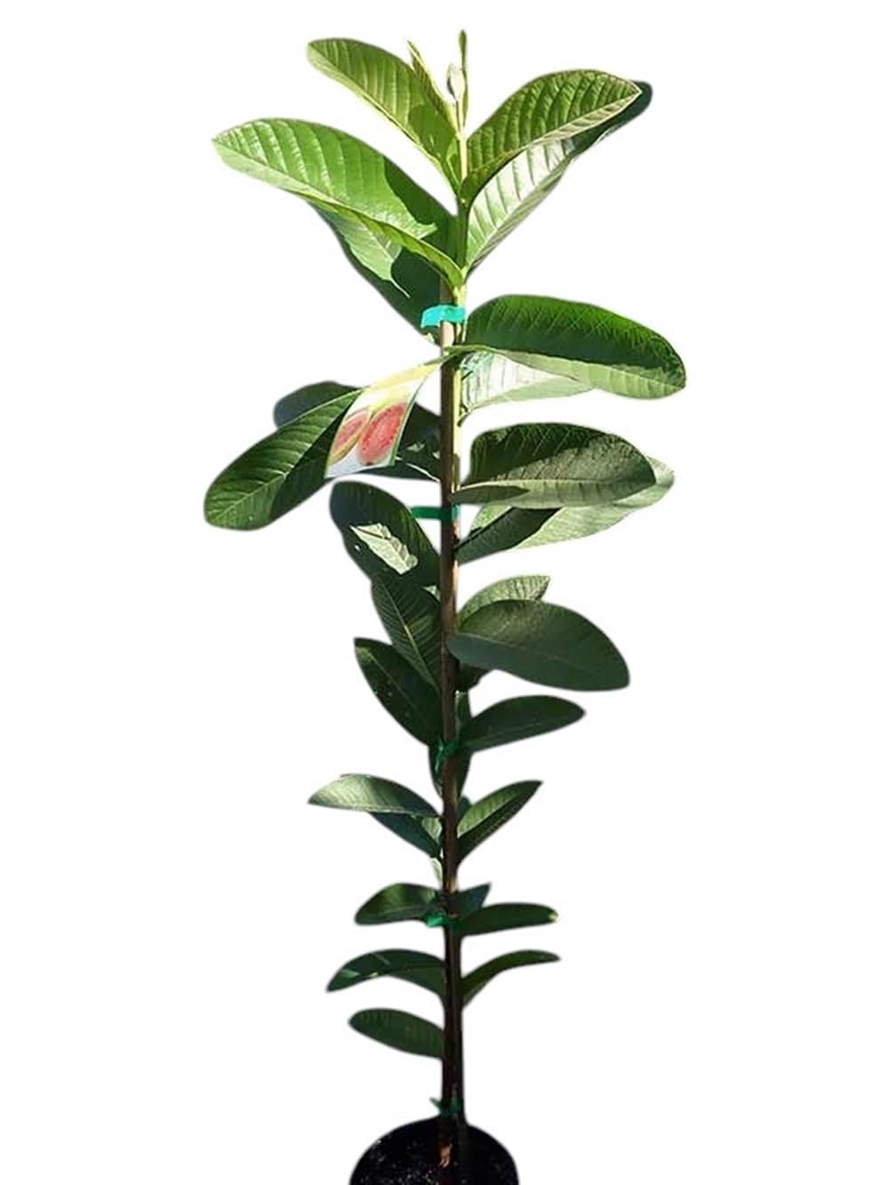 Planta de Guayaba fresa. Myrtus Guajava Autofertil. Altura 100-110 Cm. Frutos nutritivos, rápido crecimiento, fácil cuidado, para sombra, aroma, medicinal, atrae polinizadores. Segura Garden