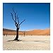 Produktbild Vliestapete Das Sossusvlei in Namibia Premium, HxB: 336cm x 336cm