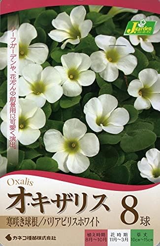 Amazon 花球根 オキザリス バリアビリス ホワイト 8球入 カネコ種苗 球根 Amazon 花球根 オキザリス バリアビリス ホワイト 8球入 カネコ種苗 球根