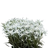 Easy to Grow Edelweiss Blossom of The Snow - 2 Potted Plants in Grower Pots, White Flowers in Summer to Fall, Cold Hardy