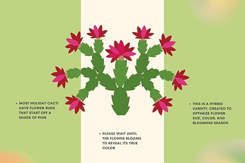 Miniatura 11 de Cactus Zig Zag - 4" de California Tropicals