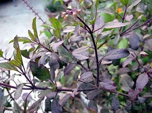 Gorgeous Glory Garden Live Ayurvedic Tulsi Live Plant with Pot Holy Basil plant Syama tulsi for Home Garden with Pot (Black) (B0D5YXQSWX) Amazon Price History, Amazon Price Tracker