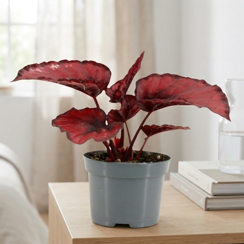 Rex Begonia ‘Red Kiss’ (Begonia rex) – 8.5cm Po – Live Indoor Houseplant