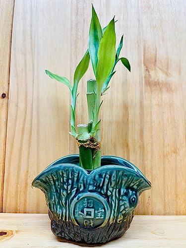 Generic Lucky Bamboo 4 Inch4 Inch6 Inch In Ceramic Vase Green Vase With Red Lines thumb #4