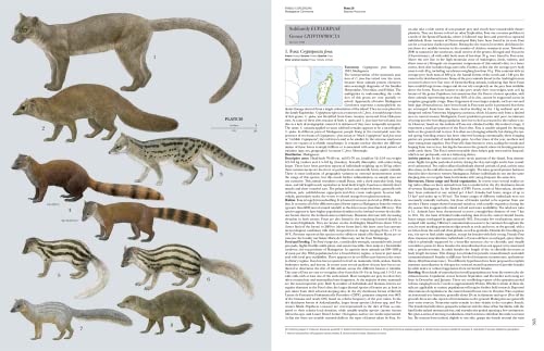 Handbook of Mammals of the World, Vol. 1: Carnivores - Image 9