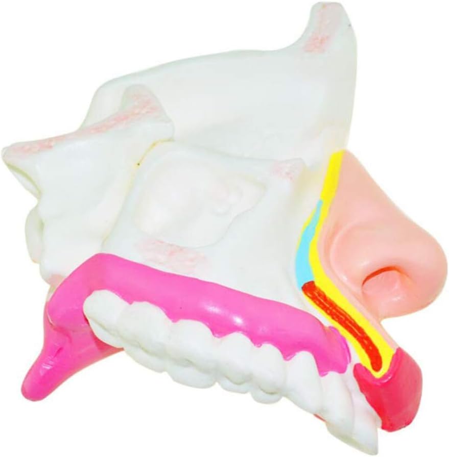 Educational Model Larynx Anatomical Models Human Organ Anatomical Model Larynx Model PVC
