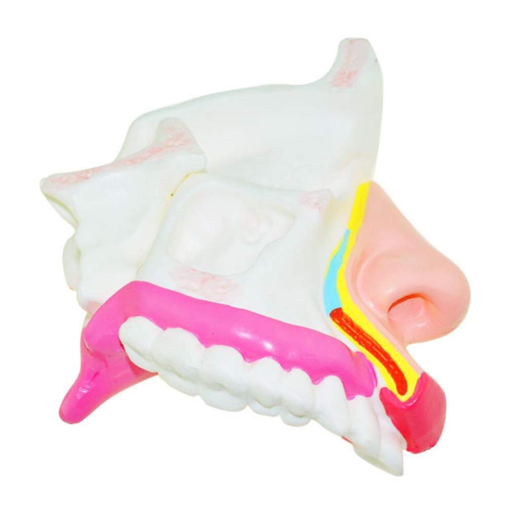 Buy Educational Model Larynx Anatomical Models Human Organ Anatomical