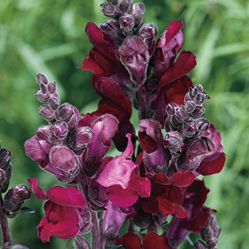 Park Seed Snap Dragon Flower Plant Seeds – Black Prince Heirloom with Deep Crimson Blooms and Bronzy Foliage, Fragrant Cool-Season Variety for Borders and Beds, Vigorous Growth, Pack of 100