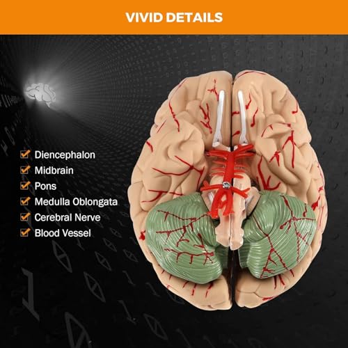 Modèle de cerveau humain anatomique à code couleur AMITD pour l'apprentissage