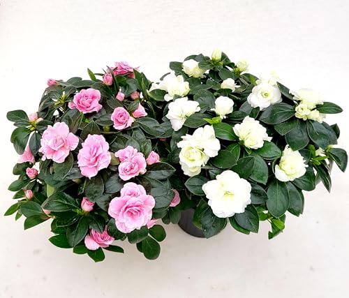 POWERS TO FLOWERS - AZALEA AIKO FIORE DOPPIO, ROSA E BIANCA, vaso 14cm, piante vere