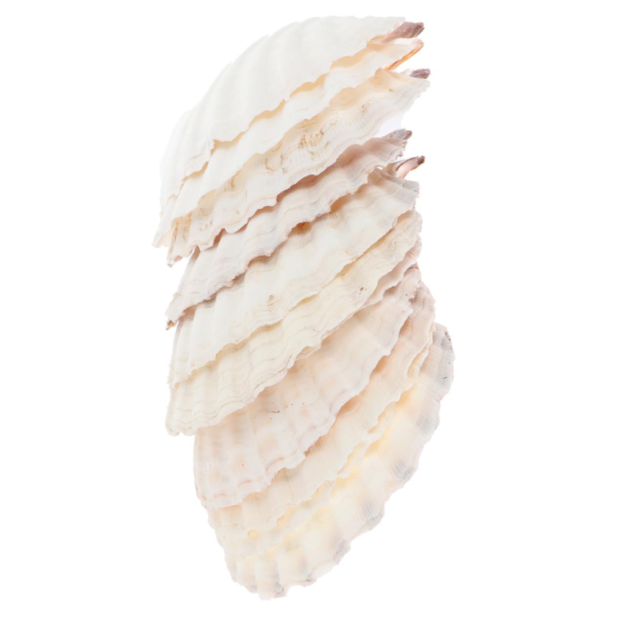 Conchas de vieira grandes para hornear recetas de marisco en cenas