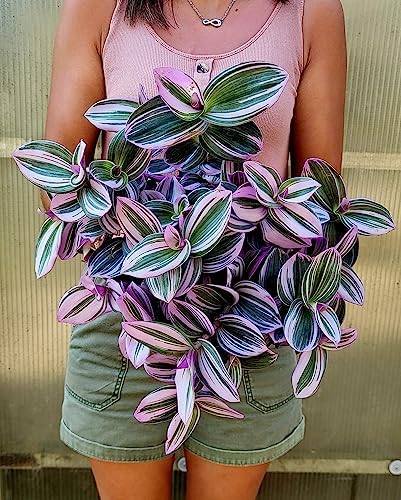 Pianta Di Mentuccia Romana In Vaso Ø14 Cm - Aromatica Per Giardino E Balcone, Resistente E Profumata - Foto 3