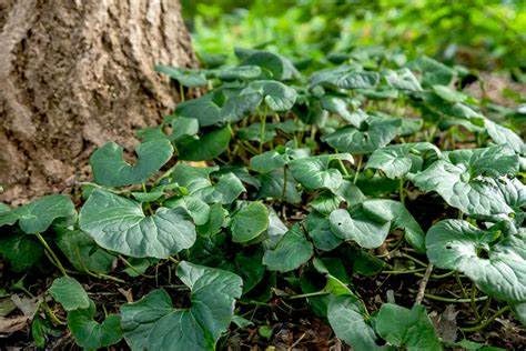 2 Live Wild Ginger Plant Rooted in 3" Pot from Fairy Garden Farms