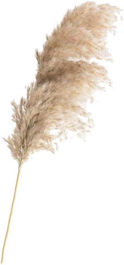 20 Pcs Dried Plants Pampas Grass Natural phragmites communis Wedding Flower Bunch raw Color,20pcs raw Color,M