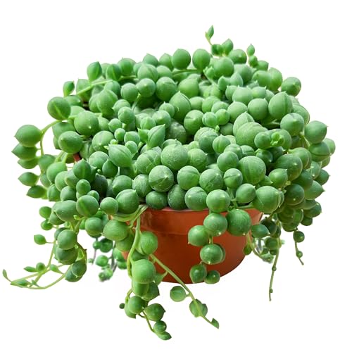 String of Pearls Live Succulent Plant (4-inch) Fully Rooted Trailing Houseplant for Hanging Baskets Low Maintenance Home & Office Decor Ideal Gift for Plant Lovers