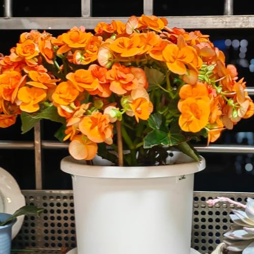 Semillas de Begonia, Begonia grandis, jardín de plantas, semillas de jardín semillas de plantas de begonia, semillas de flores perenne resistente semillas de flores silvestres perenne 150pcs