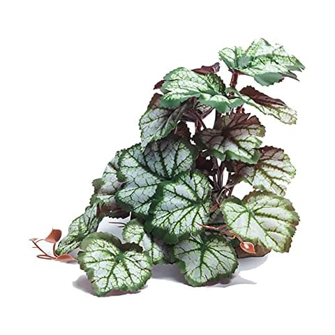 Woyrise Saxifrage Reptile Plant Cover