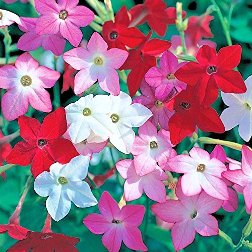 Flowering Tobacco Mix Seeds Hummingbirds Butterflies Garden/Patio Container cb001