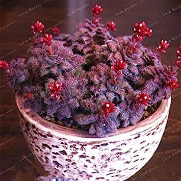 . Crassula Bonsai Pietra Grezza Cactus Bonsai Esotici Bonsai Rare 100 PCS carnoso De Flores Bonsai piccole piante per giardino: MIX: Only Seeds - Afbeelding 4