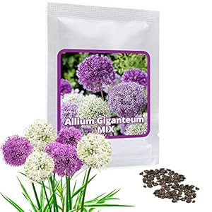 Giant Allium giganteum Mix ca. 60 zaden/verpakking – purperen en witte bloemen – winterharde vaste plant