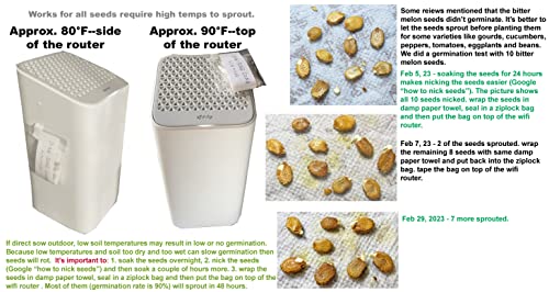 Hipgirl Asian Gourd Seeds For Planting Vegetables And Fruits.vegetable Seeds At Home Vegetable Garden And Hydroponics Seed Pods-Bitter Melon Seeds (10Ct Bitter Gourd, Green Skin) #TOP2