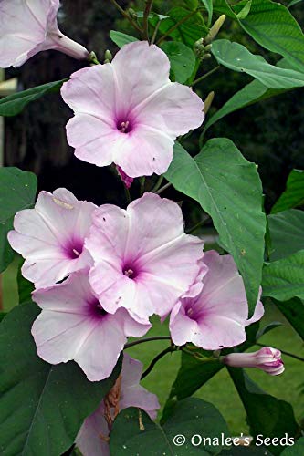 Onalee's Seeds Morning Glory Tree/Bush, Pink Flowers, Ipomoea Carnea/Fistulosa, Badoh Negro, Borrachero, Matacabra. Bees Love It! (15+ Seeds) From Usa #TOP4