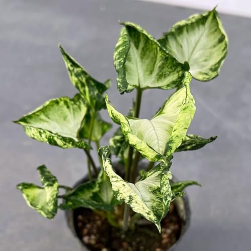 VSjEFVNn[g 3|bg[][XNn[g]