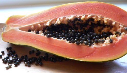 Red Lady Papaya Seeds 10 Seed Pack by OrganicSeedSupply