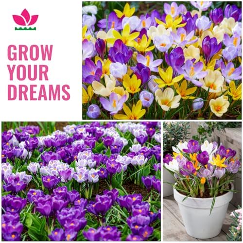 Cipolle di crocus enorme collezione (100 bulbi/5 varietà), resistente all'inverno, miscela perenniale olandese, ideale per un paradiso fiorito in giardino (senza semi)