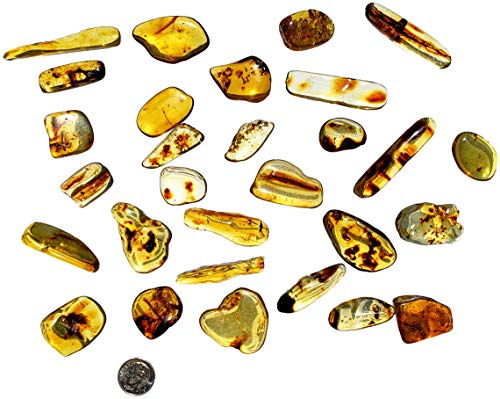 DINOSAURS ROCK Genuine Colombian Amber Fossil Specimen - Naturally Formed - May Contain Inclusions - Great Collectible (Medium)